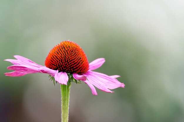 Echinacea lisinopril
