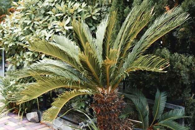 Lisinopril and saw palmetto