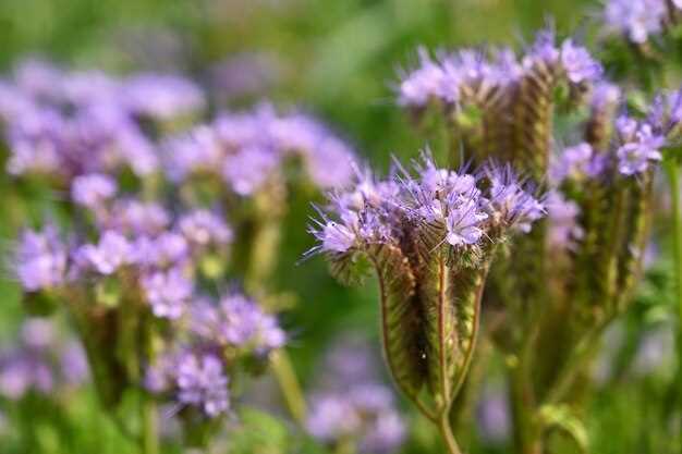 Valerian root and lisinopril